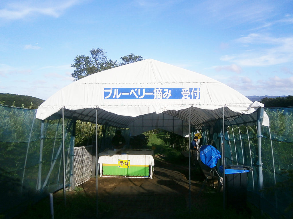 マザー牧場のブルーベリー狩り