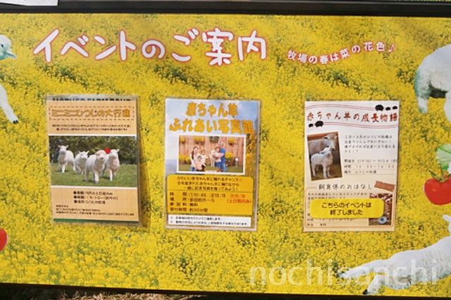 マザー牧場の赤ちゃん羊